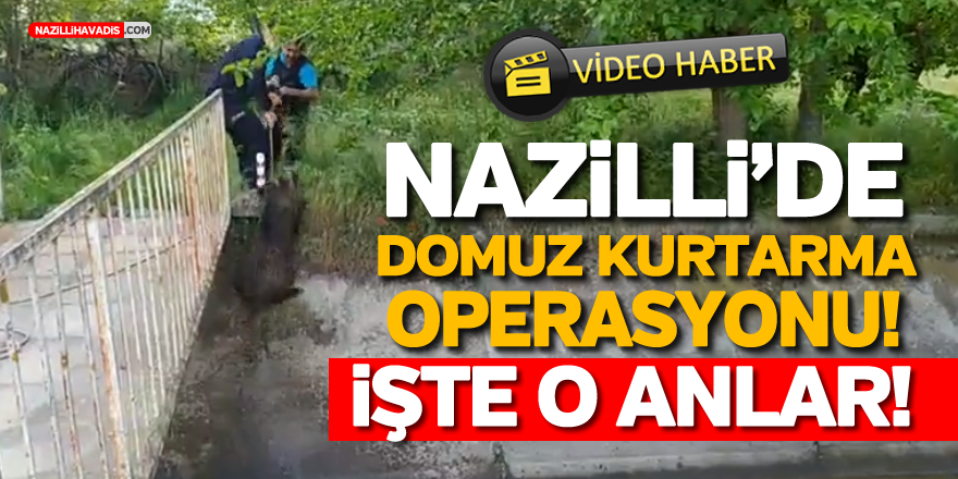 NAZİLLİ’DE NEFES KESEN DOMUZ KURTARMA OPERASYONU