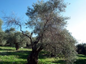 Zeytin Ağaçları Kuruma Tehdidi Altında