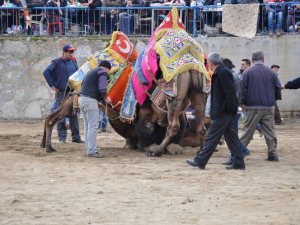 Yenipazar Deve Güreşi Şölene Dönüştü