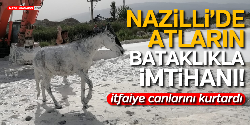 Nazilli’de Bataklığa Saplanan Atları İtfaiye Ekipleri Kurtardı