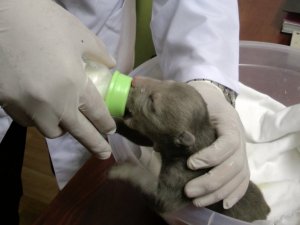 Yavru Ayıya Özel Bakım