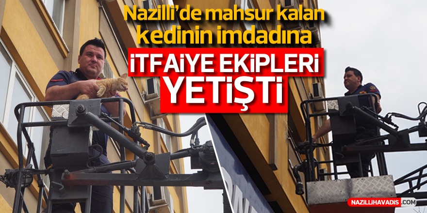 Nazilli’de binada mahsur kalan kediyi itfaiye kurtardı