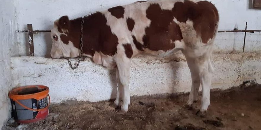 Hayvan Pazarında Unutulan Düve, Sahibine Teslim Edildi