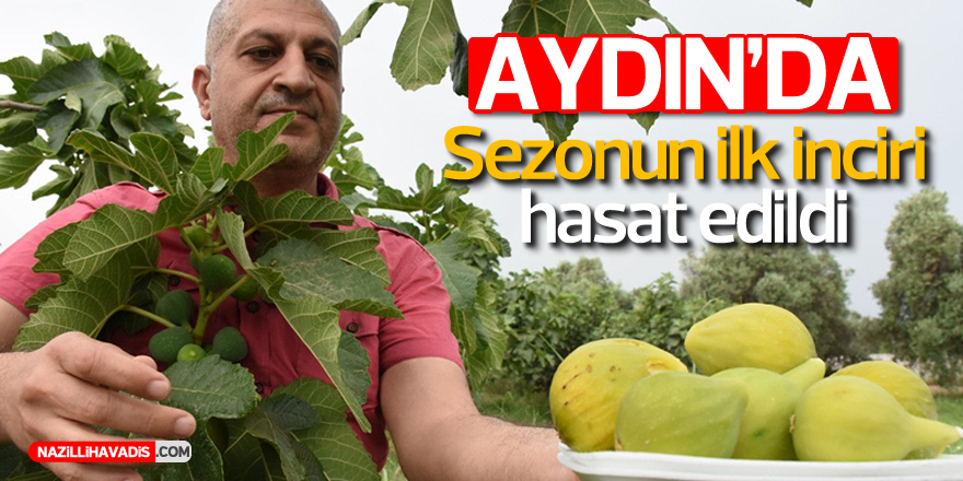 Aydın’da sezonun ilk inciri hasat edildi