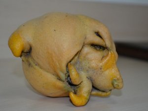 Köpek Görünümlü Limon, Görenleri Şaşırttı