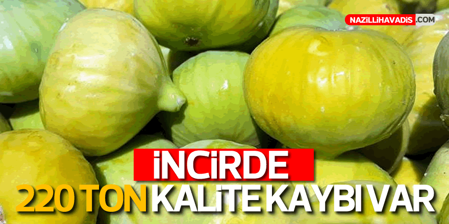 İncirde 220 ton kalite kaybı var