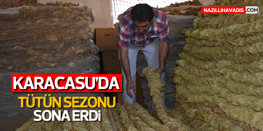 KARACASU'DA TÜTÜN SEZONU SONA ERDİ