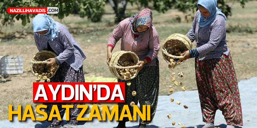 Dünyaca ünlü Aydın incirinde hasat heyecanı