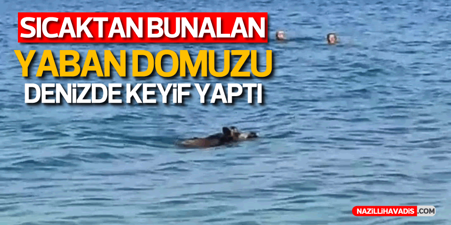 Sıcaktan bunalan yaban domuzu denizde keyif yaptı