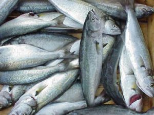 Balık Psikolojik Rahatsızlıklara Şifa Oluyor