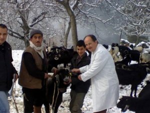 Büyükbaş ve Küçükbaş Hayvanlar Küpelenmeye Başladı