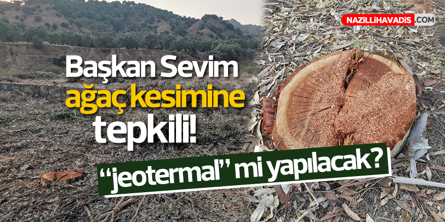 Başkan Sevim ağaç kesimine tepkili, “jeotermal” mi yapılacak?