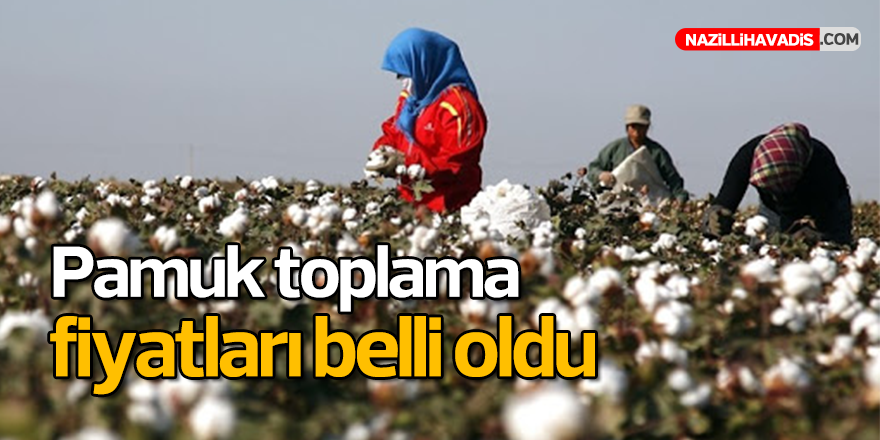 Pamuk toplama fiyatları belli oldu