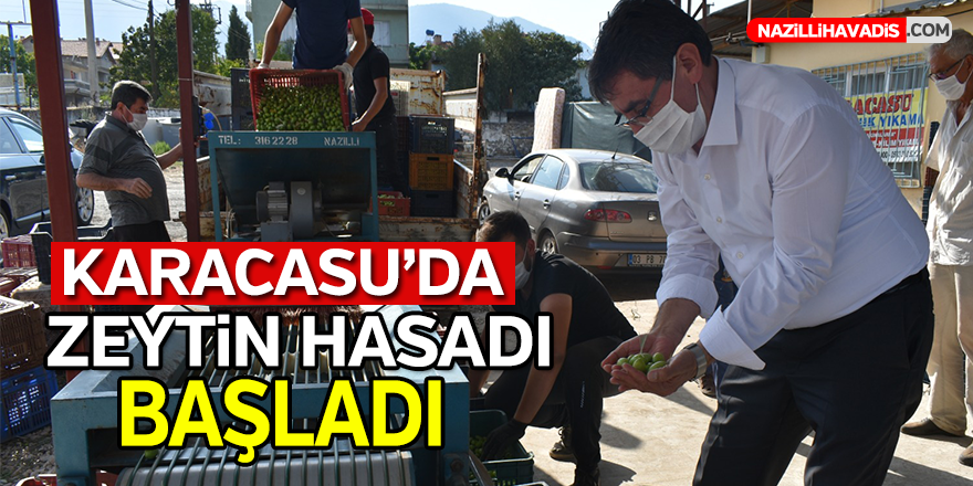 KARACASU’DA ZEYTİN HASADI BAŞLADI