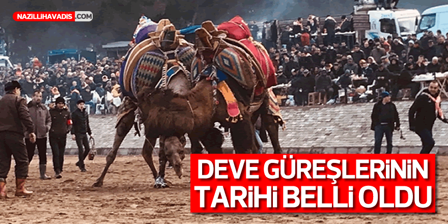 DEVE GÜREŞLERİNİN TARİHİ BELLİ OLDU