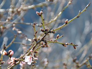 Ağaçlar Erken Çiçek Açtı, Çiftçi Endişeli