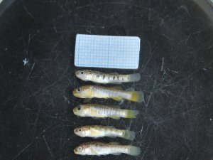 Endemik Bir Balık Türü Populasyonu Tespit Edildi