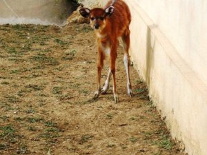 Türkiye'nin İlk Sitatunga Yavrusu Dünyaya Geldi