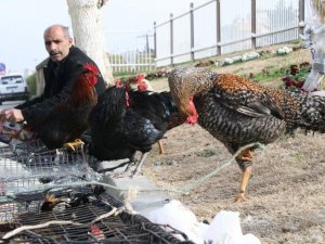 Köy Tavukları ve Yumurtası Kıymete Bindi