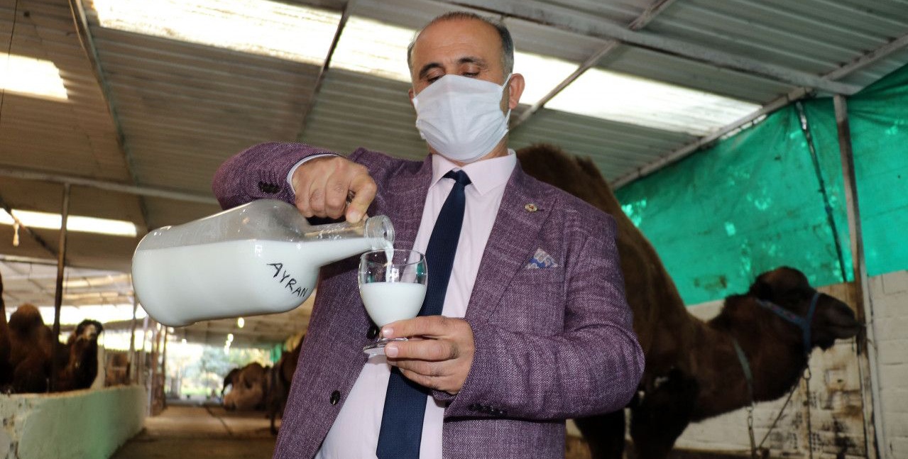 Aydın'da deve sütünden peynir, yoğurt ve ayran yapıldı