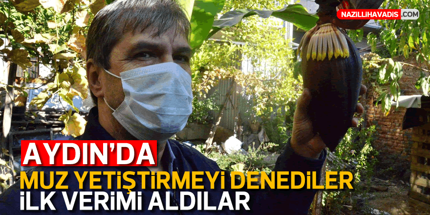 Aydın'da muz yetiştirdiler, ilk ürünleri aldılar