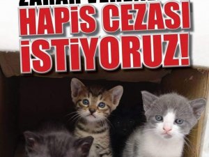 Hayvan Severler Hapis Cezası Talebiyle Yürüyecek