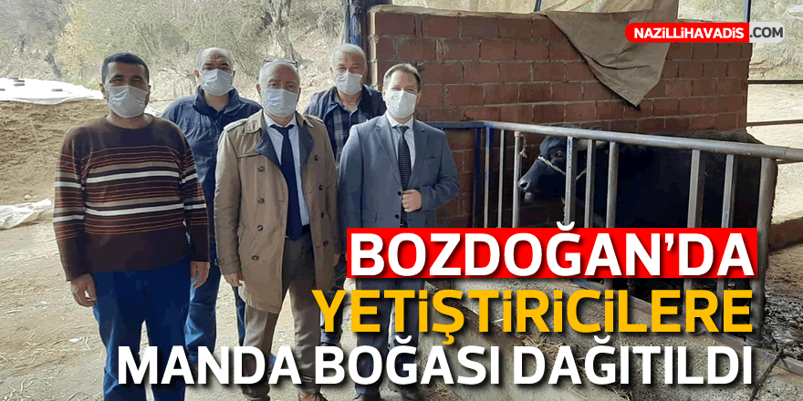 Bozdoğan’da yetiştiricilere manda boğası dağıtıldı