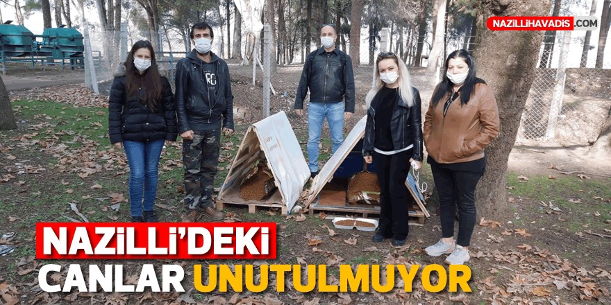 NAZİLLİ'DE SOKAKTA YAŞAYAN CANLAR UNUTULMADI