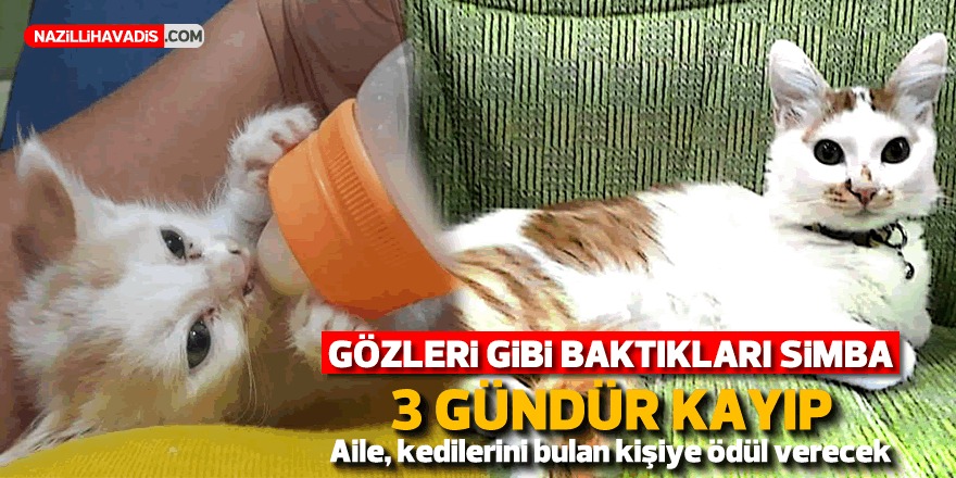 Gözleri gibi baktıkları Simba, 3 gündür aranıyor