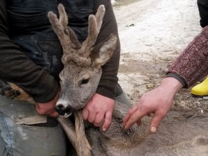 Sulama Kanalına Düşen Karaca Kurtarıldı