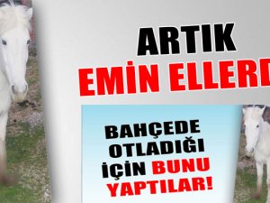 Ayağı kesilip ölüme terk edilen at emin ellerde