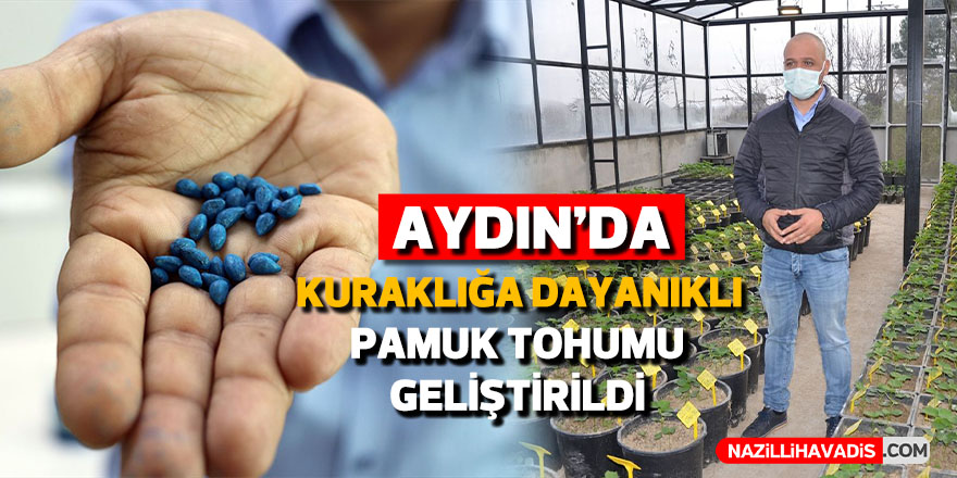 Aydın’da kuraklığa dayanıklı pamuk tohumu geliştirildi