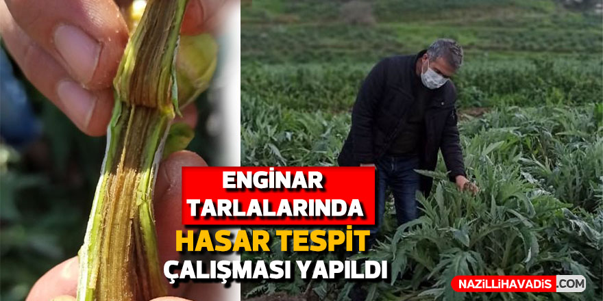 Enginar tarlarında hasar tespit çalışması yapıldı