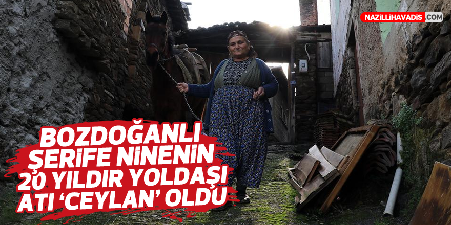 Bozdoğanlı Şerife ninenin 20 yıldır yoldaşı atı Ceylan oldu...