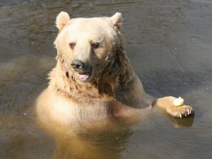 Kış bahar gibi geçince ayılar da uykuya yatmadı