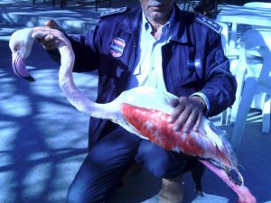 Ağlara Takılan Flamingo Açlıktan Öldü