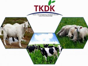 Süt Üretenin Hibe Desteği TKDK’dan