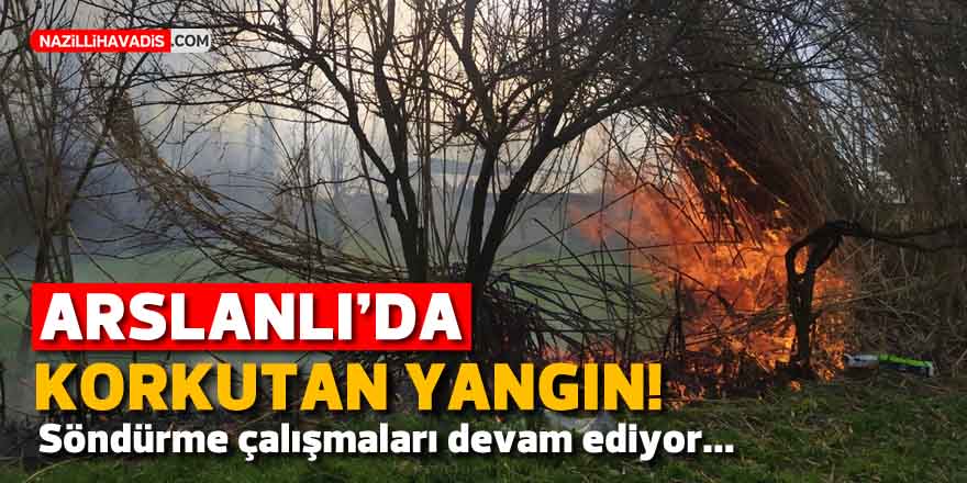 Nazilli'de sazlık yangını!