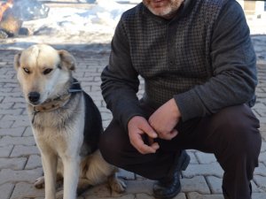 Van Kedisi Görünümlü Köpek