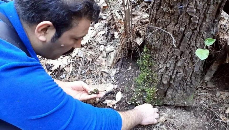 Aydın'da 'ölümsüzlük' mantarı bulundu