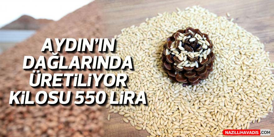 Aydın'ın dağlarında üretilen çam fıstığının kilosu 550 lira