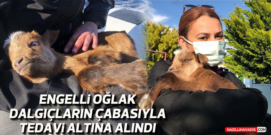 Engelli oğlak, dalgıçların çabasıyla tedavi altına alındı