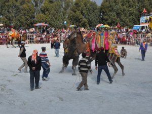 Akyeniköy Belediyesince Düzenlenen Deve Güreşleri Büyük İlgi Gördü