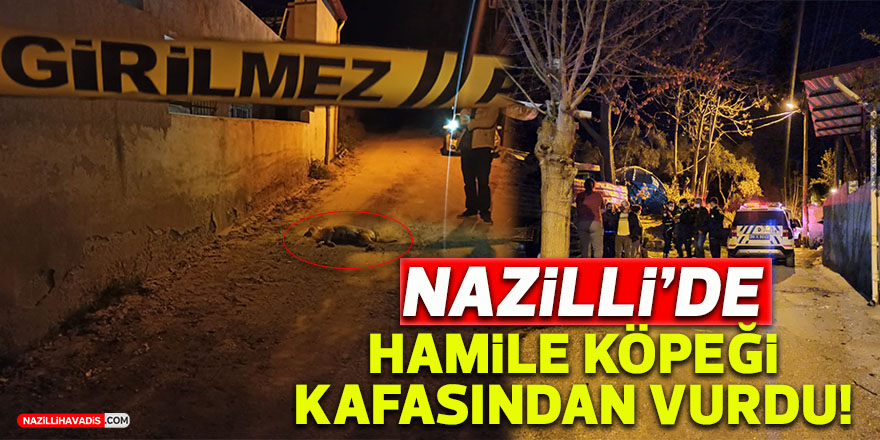 İnsanlığın bittiği nokta! Hamile köpek katletildi