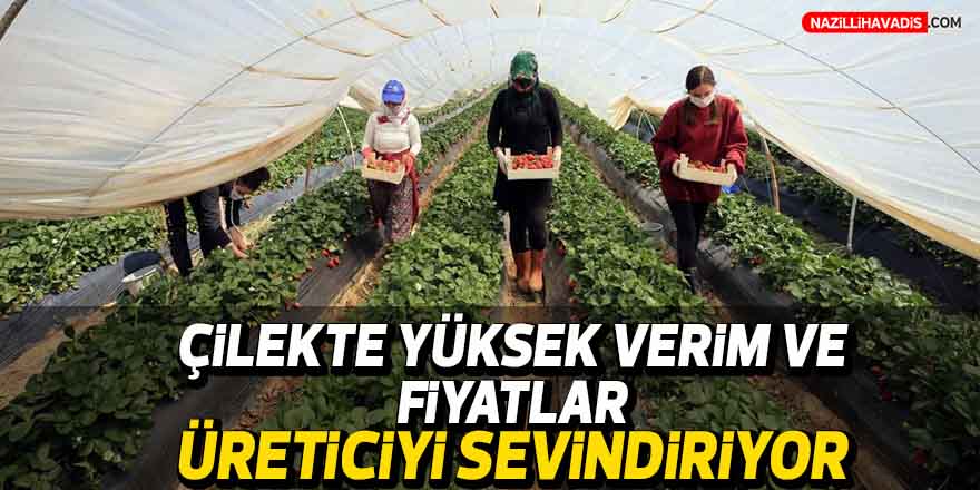 Çilekte yüksek verim ve fiyatlar, hasada başlayan üreticiyi sevindirdi