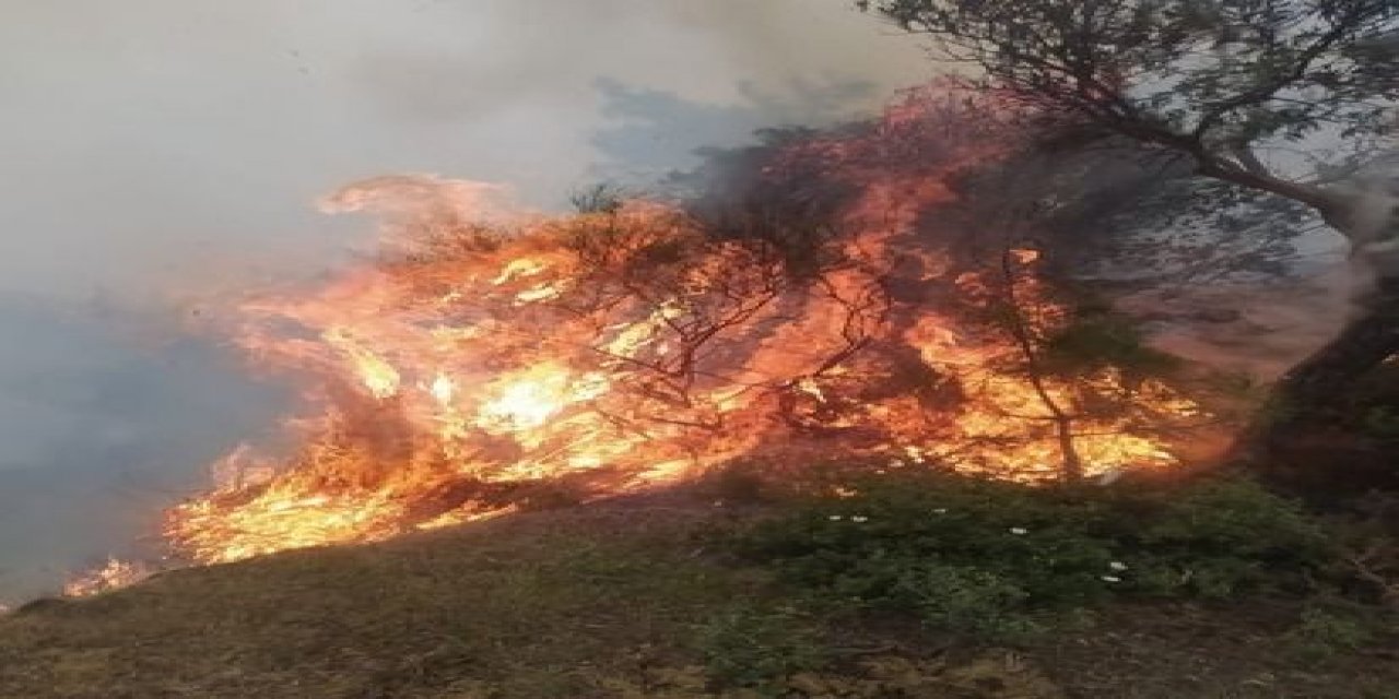 Aydın'da 10 dönümlük ağaçlık alan yangında zarar gördü