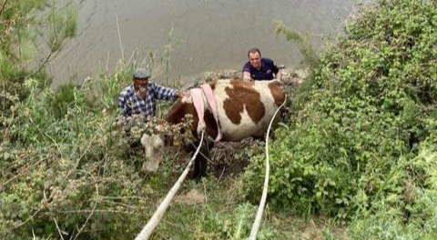 Aydın'da Menderes Nehri'ne düşen ineği itfaiye ekibi kurtardı