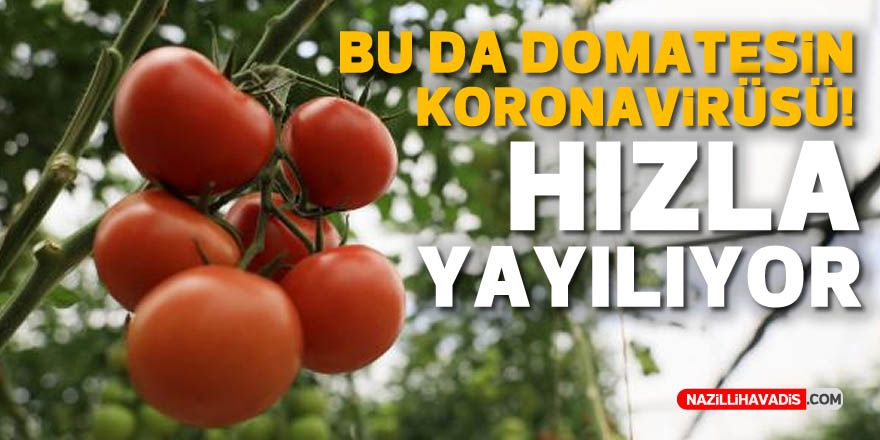 Bu da domatesin koronası! Hızla yayılıyor