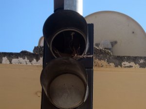 Trafik Işıklarında Kumru Yuvası