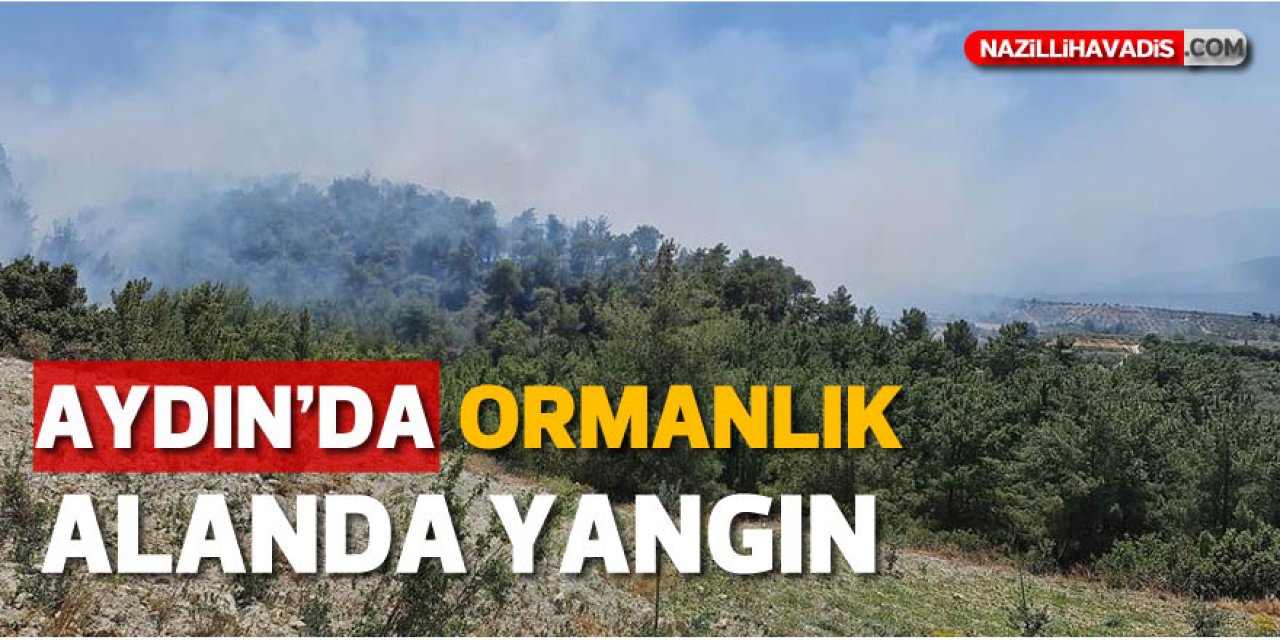 Aydın'da ormanlık alanda yangın